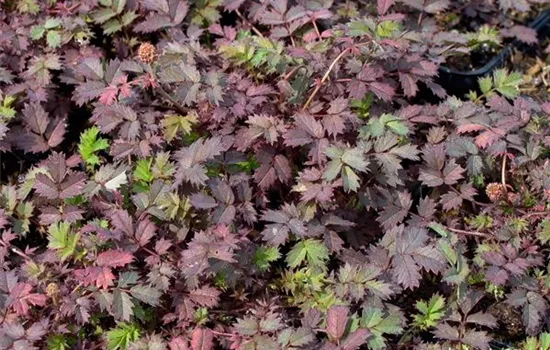 Stachelnüsschen Stachelnüsschen