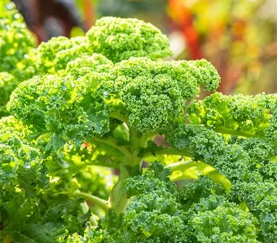 Grünkohl 'Dwarf Green Curled' Grünkohl 'Dwarf Green Curled'