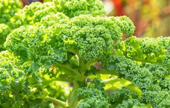 Grünkohl 'Dwarf Green Curled' Grünkohl 'Dwarf Green Curled'