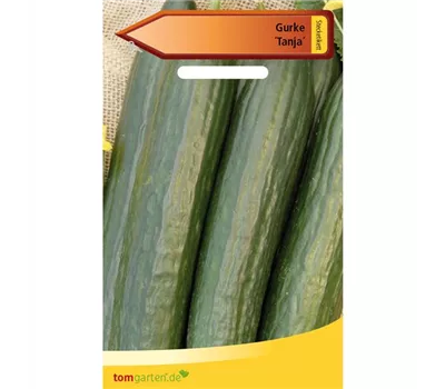 Gurke 'Tanja' Gurke 'Tanja'