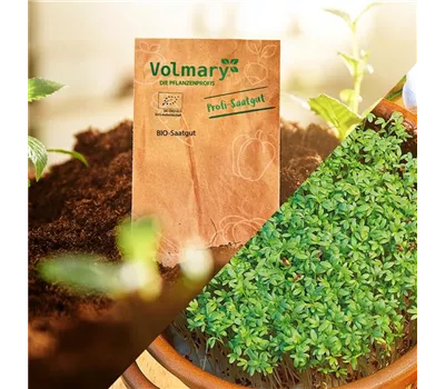 Gartenkresse 'Einfache Grüne' Gartenkresse 'Einfache Grüne'