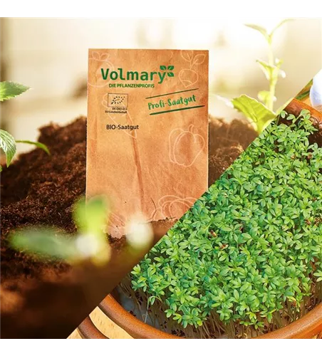 Gartenkresse 'Einfache Grüne'