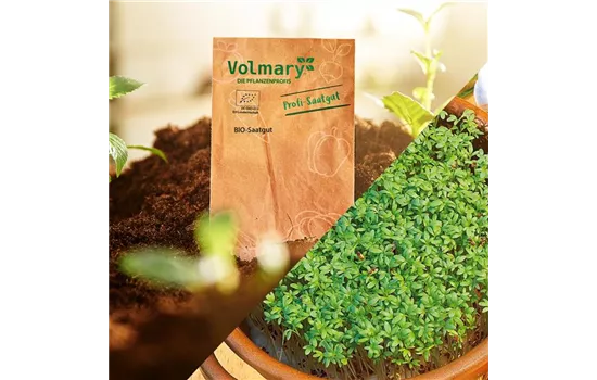 Gartenkresse 'Einfache Grüne' Gartenkresse 'Einfache Grüne'