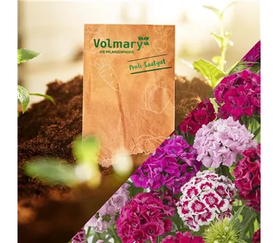 Bartnelke 'Bodestolz' Bartnelke 'Bodestolz'