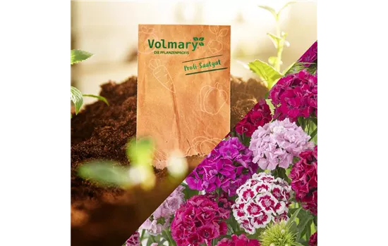 Bartnelke 'Bodestolz' Bartnelke 'Bodestolz'