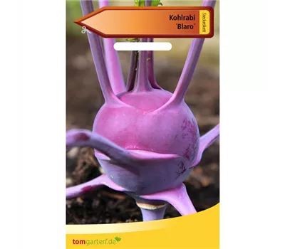 Kohlrabi 'Blaro' Kohlrabi 'Blaro'