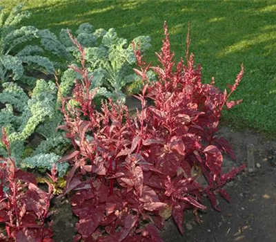 Braunrotblättrige Garten-Melde Braunrotblättrige Garten-Melde