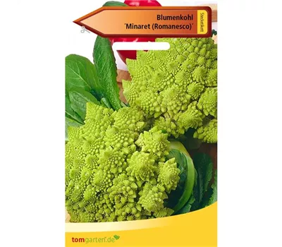 Romanesco-Blumenkohl 'Minaret' Romanesco-Blumenkohl 'Minaret'