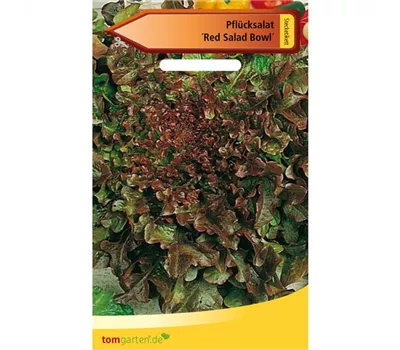 Eichblattsalat 'Red Salad Bowl' Eichblattsalat 'Red Salad Bowl'