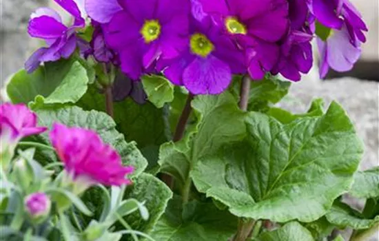 Frühlingsprimel 'Touch Me® Magenta'