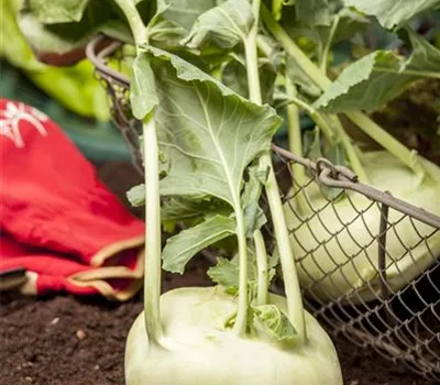 Kohlrabi 'Weißer Delikateß' Kohlrabi 'Weißer Delikateß'