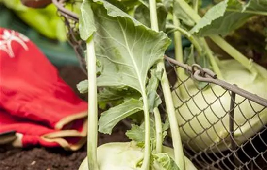 Kohlrabi 'Weißer Delikateß' Kohlrabi 'Weißer Delikateß'
