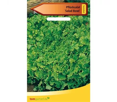 Eichblattsalat 'Salad Bowl' Eichblattsalat 'Salad Bowl'