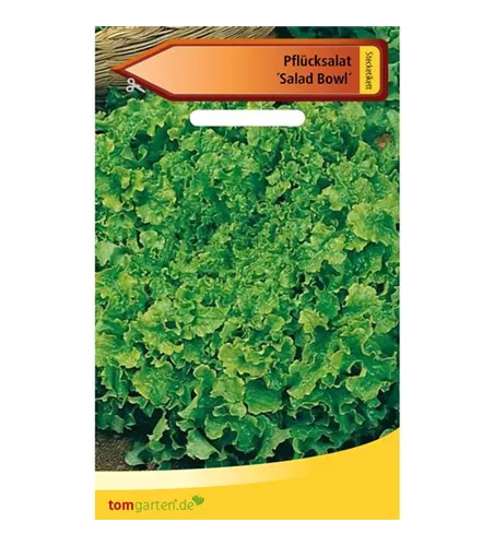 Eichblattsalat 'Salad Bowl'