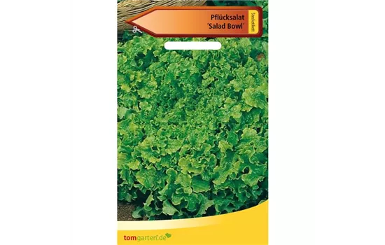 Eichblattsalat 'Salad Bowl' Eichblattsalat 'Salad Bowl'