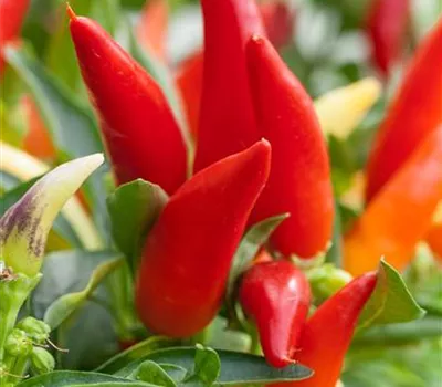 Balkonchili 'Hot Burrito' Balkonchili 'Hot Burrito'