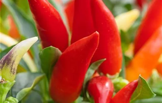 Balkonchili 'Hot Burrito' Balkonchili 'Hot Burrito'