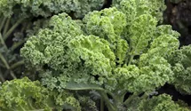Brassica oleracea var. sabellica 'Halbhoher Grüner Krauser'