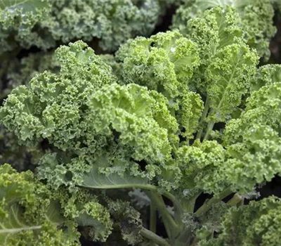Grünkohl 'Halbhoher Grüner Krauser' Grünkohl 'Halbhoher Grüner Krauser'