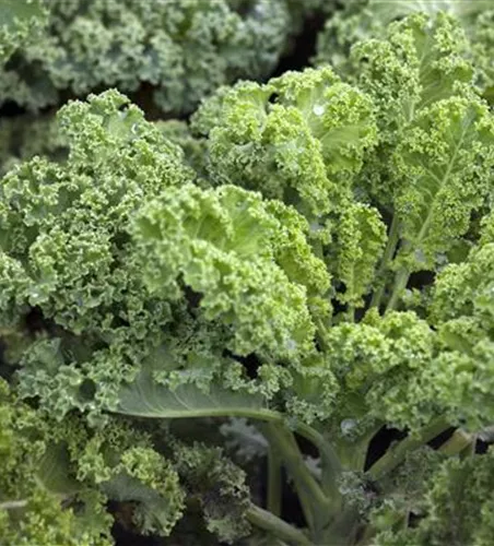 Grünkohl 'Halbhoher Grüner Krauser'