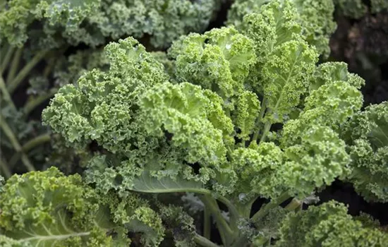 Grünkohl 'Halbhoher Grüner Krauser' Grünkohl 'Halbhoher Grüner Krauser'