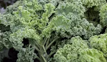 Brassica oleracea var. sabellica 'Halbhoher Grüner Krauser'