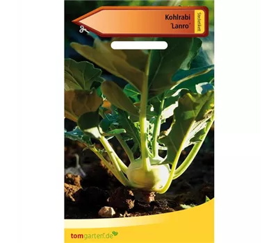 Kohlrabi 'Lanro' Kohlrabi 'Lanro'