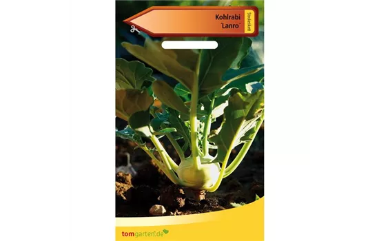 Kohlrabi 'Lanro' Kohlrabi 'Lanro'