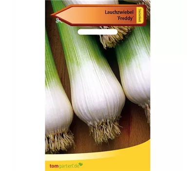 Winterzwiebel 'Freddy' Winterzwiebel 'Freddy'