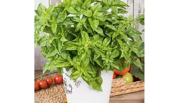 Ocimum basilicum 'Feinblättriges Grünes'