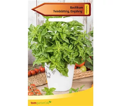 Garten-Basilikum 'Feinblättriges Grünes' Garten-Basilikum 'Feinblättriges Grünes'