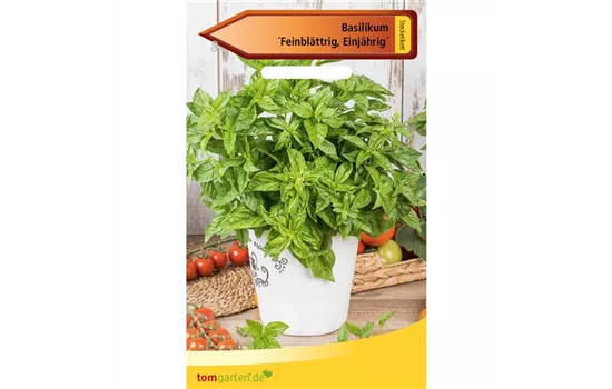 Garten-Basilikum 'Feinblättriges Grünes' Garten-Basilikum 'Feinblättriges Grünes'