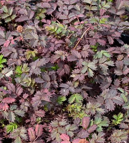 Garten-Stachelnüsschen 'Kupferteppich' Garten-Stachelnüsschen 'Kupferteppich'