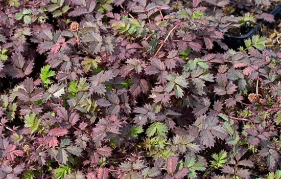 Garten-Stachelnüsschen 'Kupferteppich' Garten-Stachelnüsschen 'Kupferteppich'