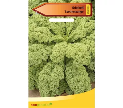 Grünkohl 'Lerchenzungen' Grünkohl 'Lerchenzungen'