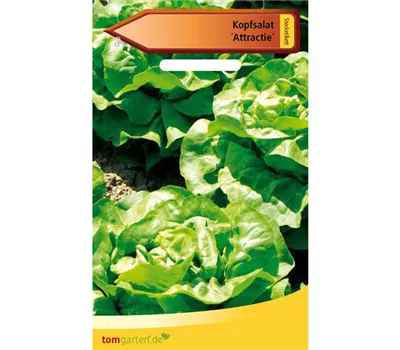 Kopfsalat 'Attraktion' Kopfsalat 'Attraktion'