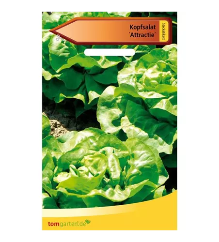 Kopfsalat 'Attraktion'