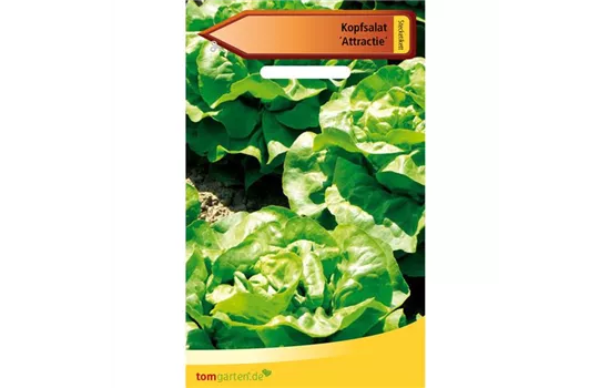 Kopfsalat 'Attraktion' Kopfsalat 'Attraktion'