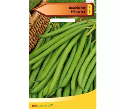Busch-Bohne 'Primavera' Busch-Bohne 'Primavera'