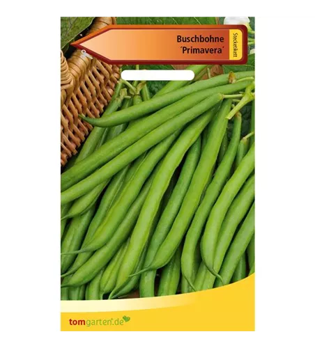 Busch-Bohne 'Primavera'