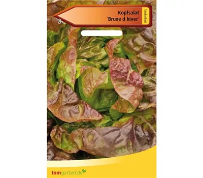 Kopfsalat 'Brune d´hiver' Kopfsalat 'Brune d´hiver'