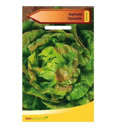 Kopfsalat 'Dynamite'