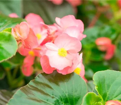 Begonie BIG DeluXXe 'Rose Green Leaf' Begonie BIG DeluXXe 'Rose Green Leaf'