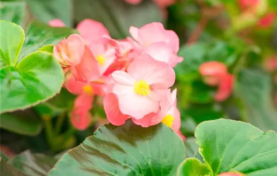 Begonie BIG DeluXXe 'Rose Green Leaf'