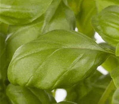 Garten-Basilikum 'Genoveser' Garten-Basilikum 'Genoveser'