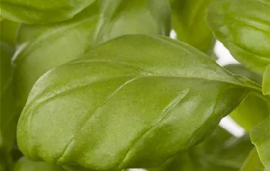 Garten-Basilikum 'Genoveser' Garten-Basilikum 'Genoveser'