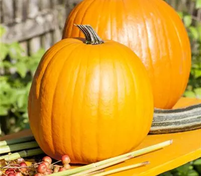 Halloween-Kürbis 'Cargo' Halloween-Kürbis 'Cargo'