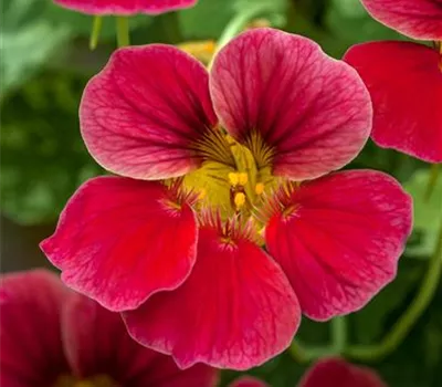 Kapuzinerkresse 'Baby Deep Rose' Kapuzinerkresse 'Baby Deep Rose'