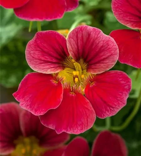 Kapuzinerkresse 'Baby Deep Rose'