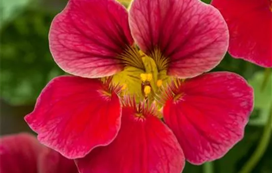 Kapuzinerkresse 'Baby Deep Rose' Kapuzinerkresse 'Baby Deep Rose'